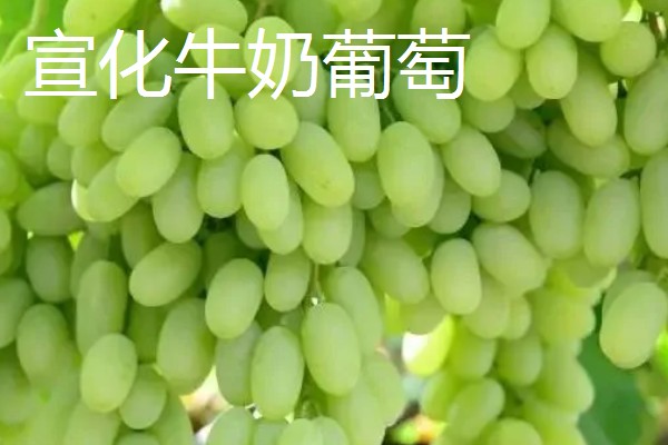 河北省平泉市的特产，平泉滑子菇远销海外