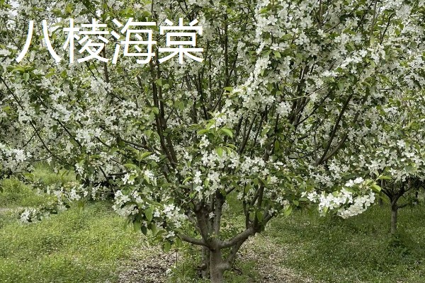 河北省平泉市的特产，平泉滑子菇远销海外