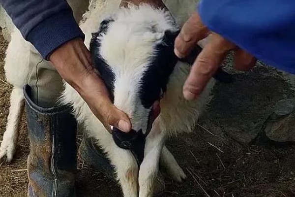 羊草料吃多了怎么处理，可以对瘤胃进行按摩