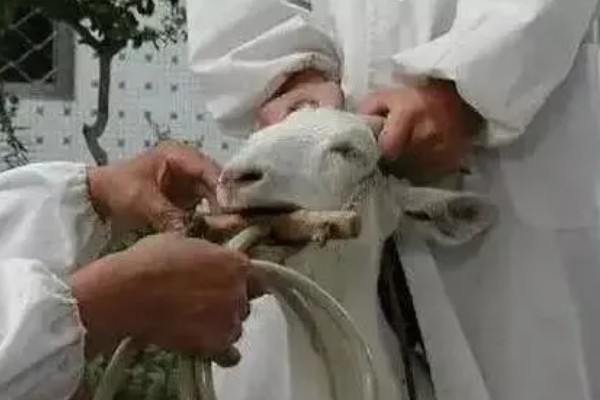 羊草料吃多了怎么处理，可以对瘤胃进行按摩