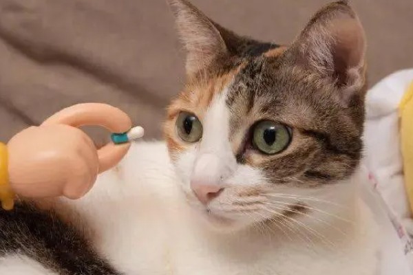 猫咪缺钙怎么办，可饲喂钙片或含钙量多的食物