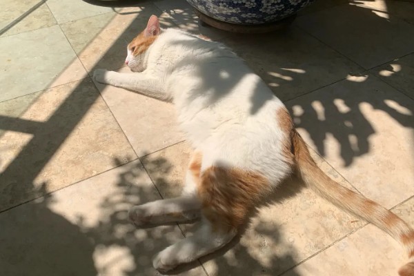 猫咪缺钙怎么办，可饲喂钙片或含钙量多的食物