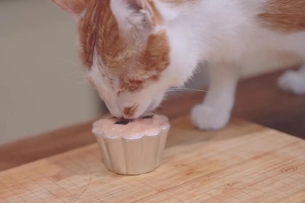 猫咪缺钙怎么办，可饲喂钙片或含钙量多的食物