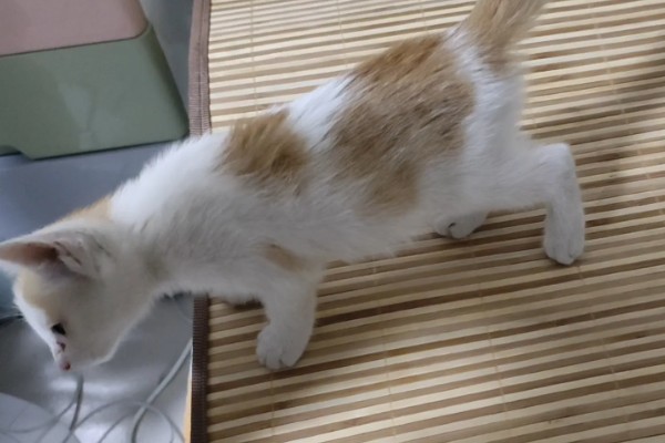 猫咪缺钙怎么办，可饲喂钙片或含钙量多的食物