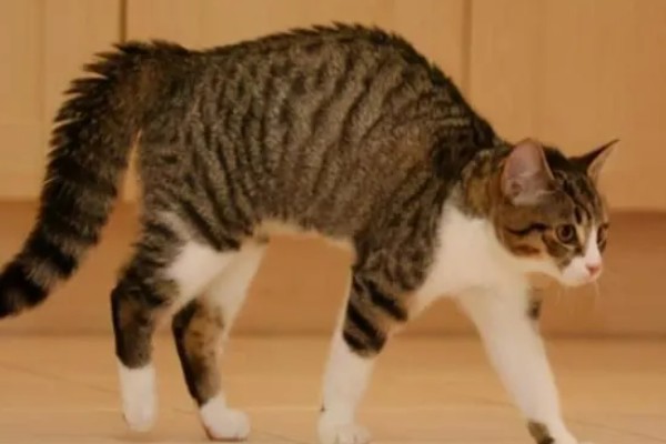 猫咪缺钙怎么办，可饲喂钙片或含钙量多的食物