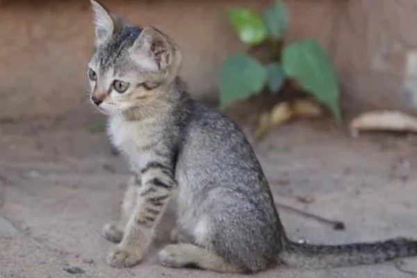 猫咪缺钙怎么办，可饲喂钙片或含钙量多的食物