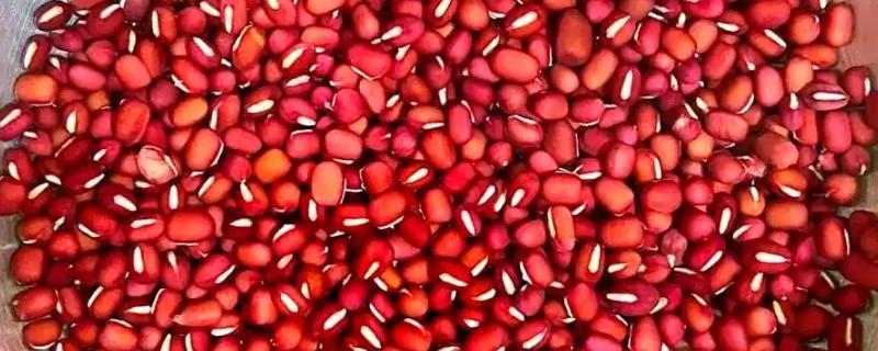 豆的寓意是什么，不同种类的寓意不同