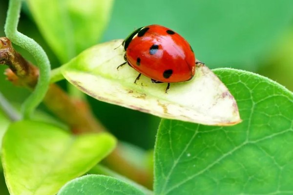 七星瓢虫的生活习性，在干燥、温暖的枯枝阔叶下越冬
