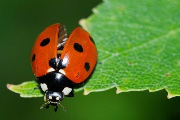 七星瓢虫的生活习性，在干燥、温暖的枯枝阔叶下越冬