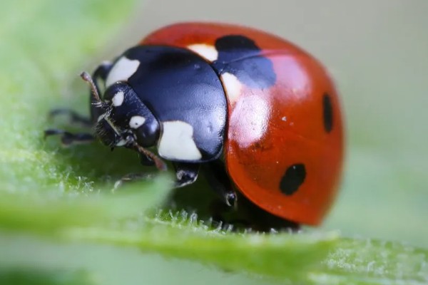 七星瓢虫的生活习性，在干燥、温暖的枯枝阔叶下越冬
