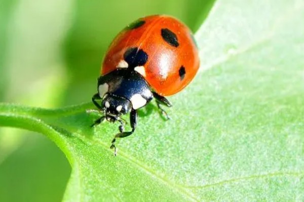 七星瓢虫的生活习性，在干燥、温暖的枯枝阔叶下越冬