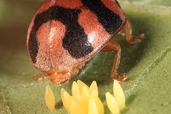 七星瓢虫的生活习性，在干燥、温暖的枯枝阔叶下越冬