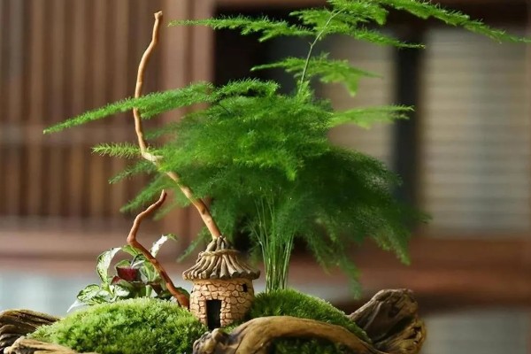 文竹的象征精神,代表永恒不变、文雅潇洒等含义