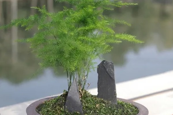 文竹的象征精神,代表永恒不变、文雅潇洒等含义