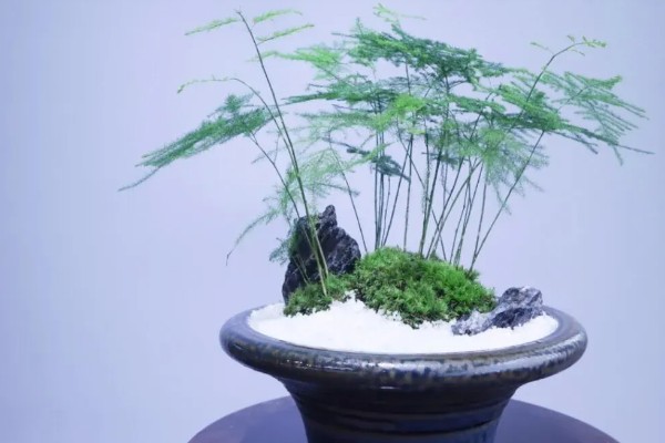 文竹的象征精神,代表永恒不变、文雅潇洒等含义