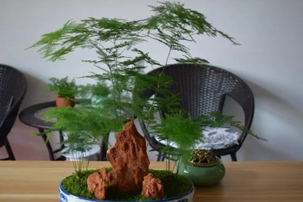 文竹的象征精神,代表永恒不变、文雅潇洒等含义