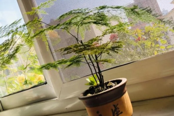 文竹的象征精神,代表永恒不变、文雅潇洒等含义