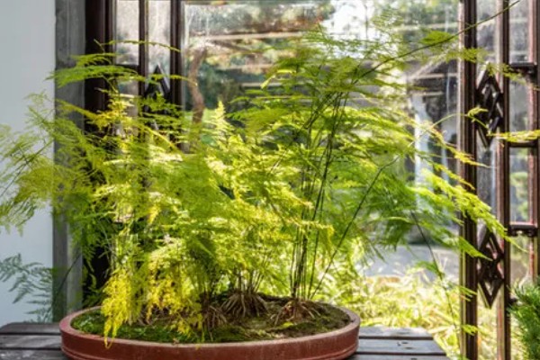 文竹的象征精神,代表永恒不变、文雅潇洒等含义