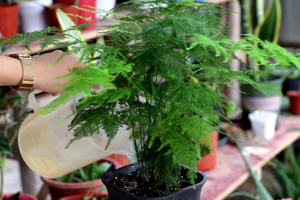 文竹的象征精神,代表永恒不变、文雅潇洒等含义