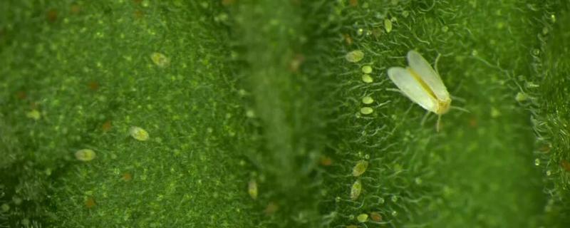 温室烟粉虱病虫害如何防治，可以在放风口安装防虫网