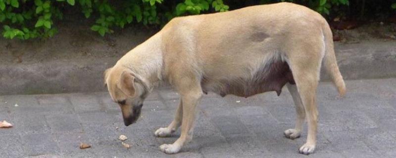 狗子来月经的注意事项，要注意给狗保暖