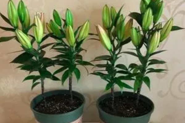 百合花的养殖方法，低于五度时就要采取保温措施