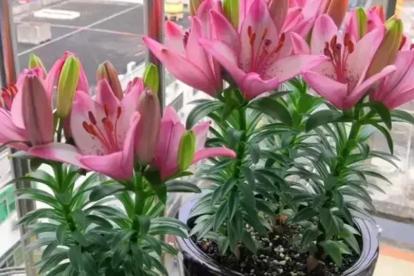 百合花的养殖方法，低于五度时就要采取保温措施