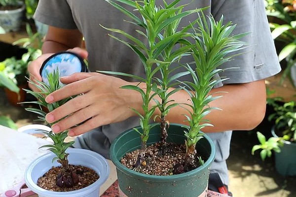 百合花的养殖方法，低于五度时就要采取保温措施