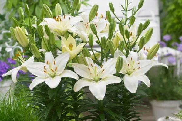 百合花的养殖方法，低于五度时就要采取保温措施
