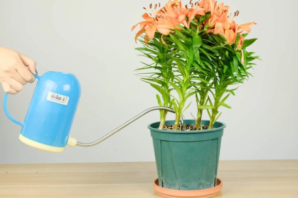 百合花的养殖方法，低于五度时就要采取保温措施