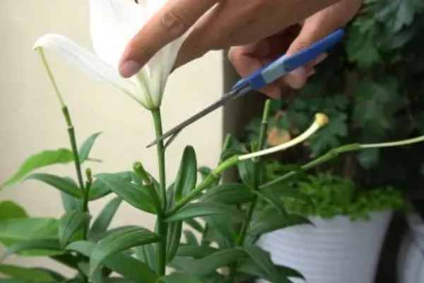 百合花的养殖方法，低于五度时就要采取保温措施