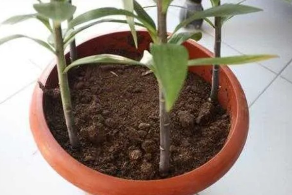 百合花的养殖方法，低于五度时就要采取保温措施