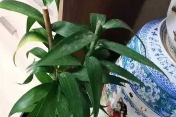 百合花的养殖方法，低于五度时就要采取保温措施