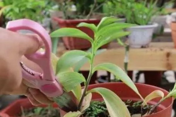 百合花的养殖方法，低于五度时就要采取保温措施