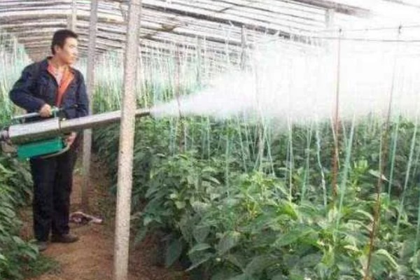 温室烟粉虱病虫害如何防治，可以在放风口安装防虫网