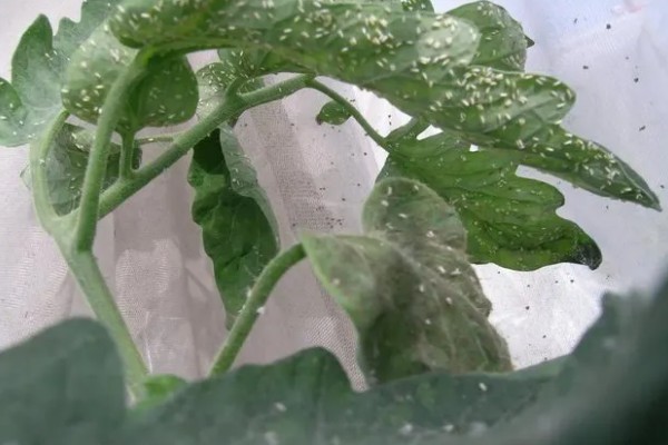 温室烟粉虱病虫害如何防治，可以在放风口安装防虫网