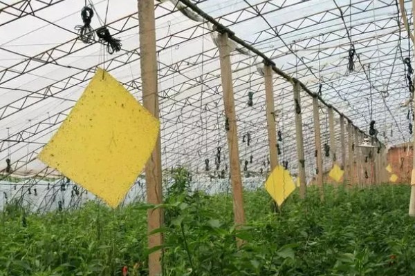 温室烟粉虱病虫害如何防治，可以在放风口安装防虫网