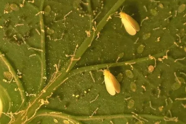 温室烟粉虱病虫害如何防治，可以在放风口安装防虫网