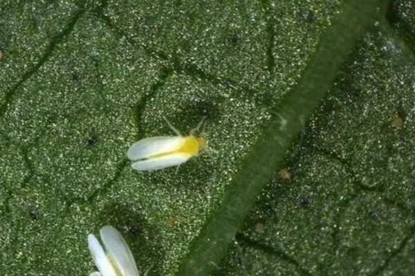 温室烟粉虱病虫害如何防治，可以在放风口安装防虫网