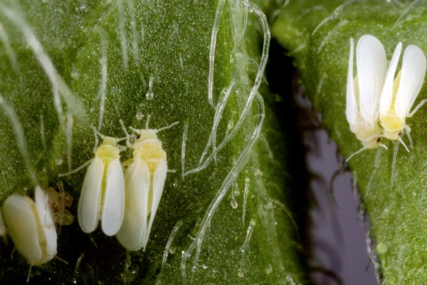 温室烟粉虱病虫害如何防治，可以在放风口安装防虫网