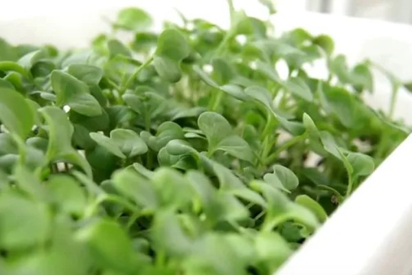 温室烟粉虱病虫害如何防治，可以在放风口安装防虫网