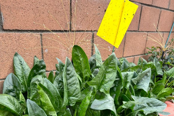 温室烟粉虱病虫害如何防治，可以在放风口安装防虫网