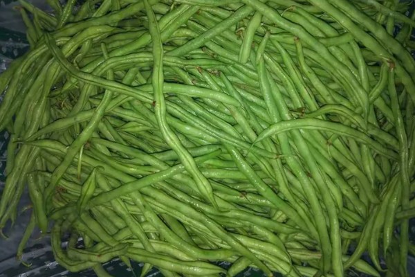 豆的寓意是什么，不同种类的寓意不同