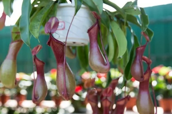 猪笼草吃不吃蚊子，可以捕捉到以植物汁液为生的雄蚊