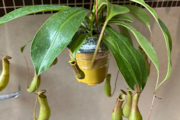 猪笼草吃不吃蚊子，可以捕捉到以植物汁液为生的雄蚊