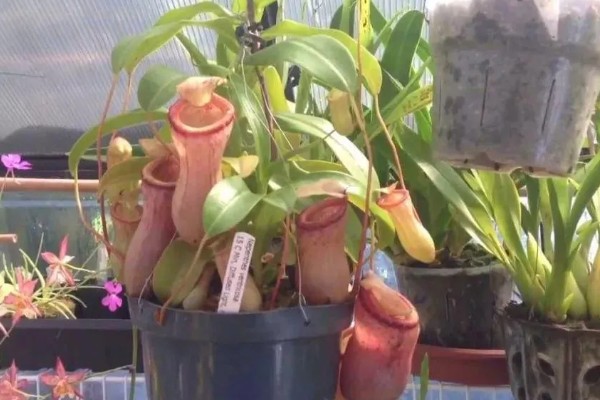 猪笼草吃不吃蚊子，可以捕捉到以植物汁液为生的雄蚊