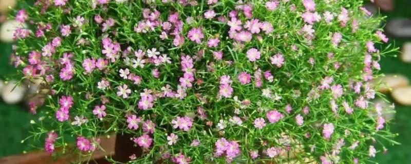 怎么养满天星花束，可将枝条插入在瓶中养