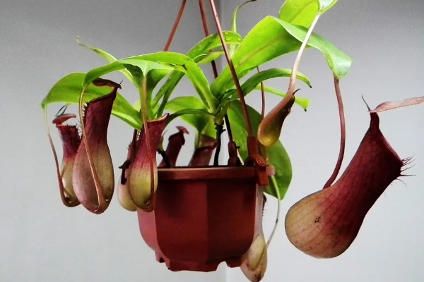 猪笼草吃不吃蚊子，可以捕捉到以植物汁液为生的雄蚊