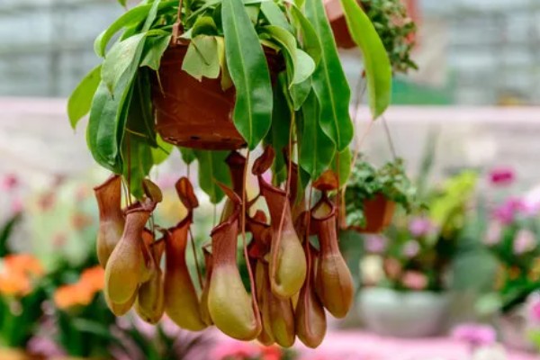 猪笼草吃不吃蚊子，可以捕捉到以植物汁液为生的雄蚊