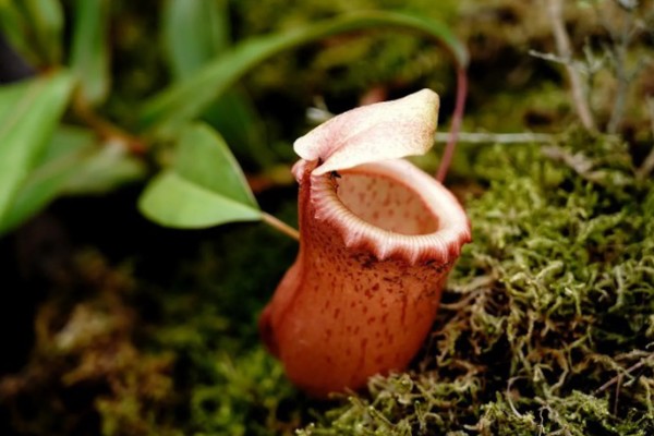 猪笼草吃不吃蚊子，可以捕捉到以植物汁液为生的雄蚊